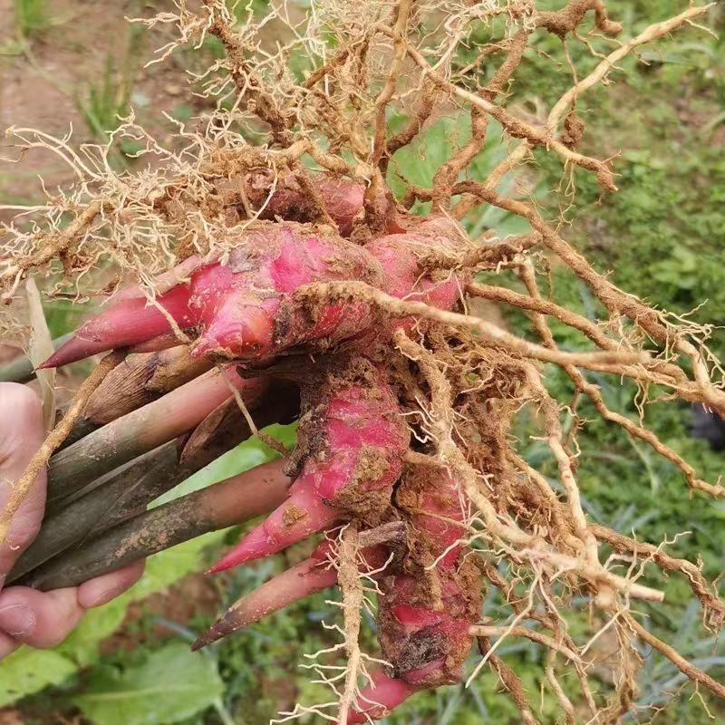 农家自种现挖红皮南姜种苗潮汕火锅调料品带根须带芽易活山姜