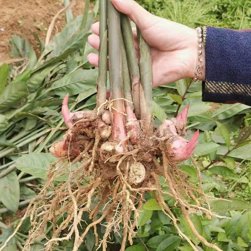 农家自种现挖红皮南姜种苗潮汕火锅调料品带根须带芽易活山姜
