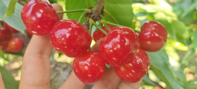 陕西铜川布鲁克斯，萨米脱，黄果，大量有货