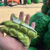 精品蚕豆，量大从优，一次合作，终身朋友，质量为本。