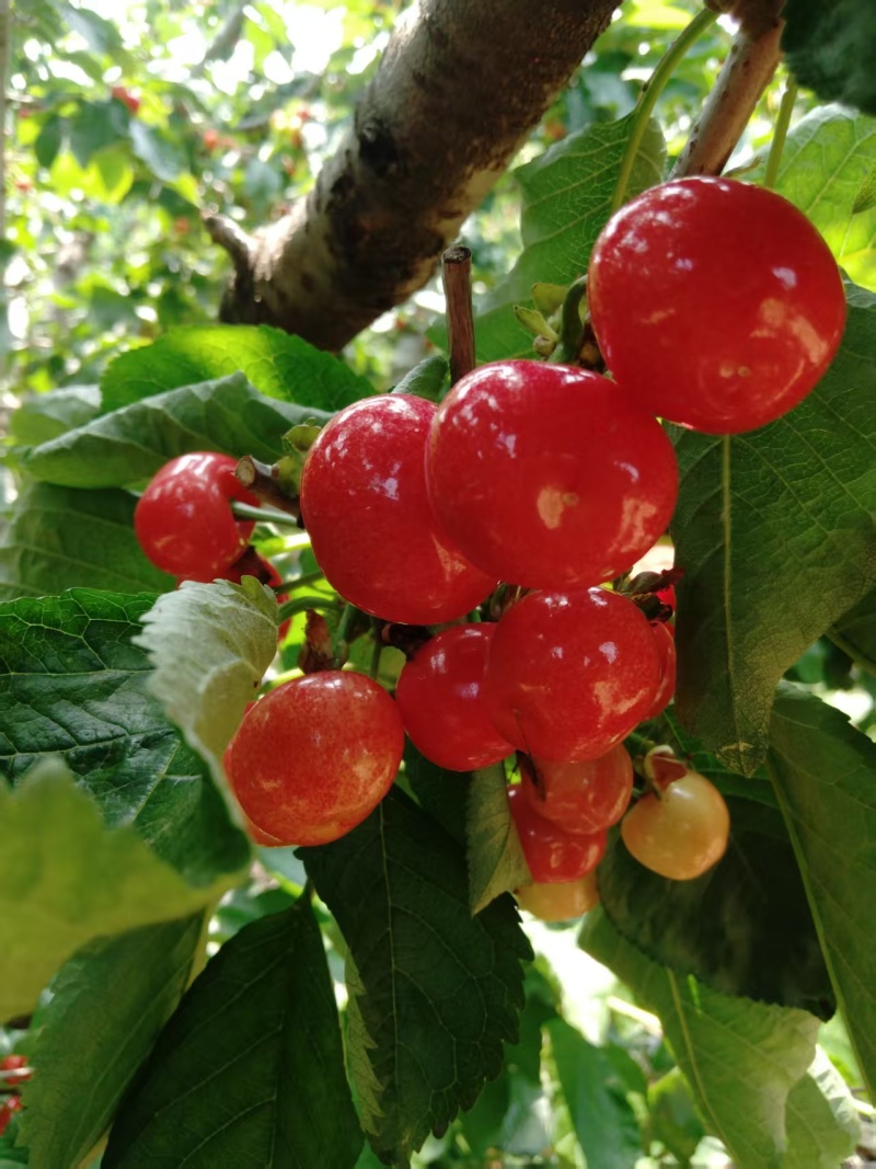 《萨米脱樱桃》山东烟台自家果园种植基地直发以质论价对接全
