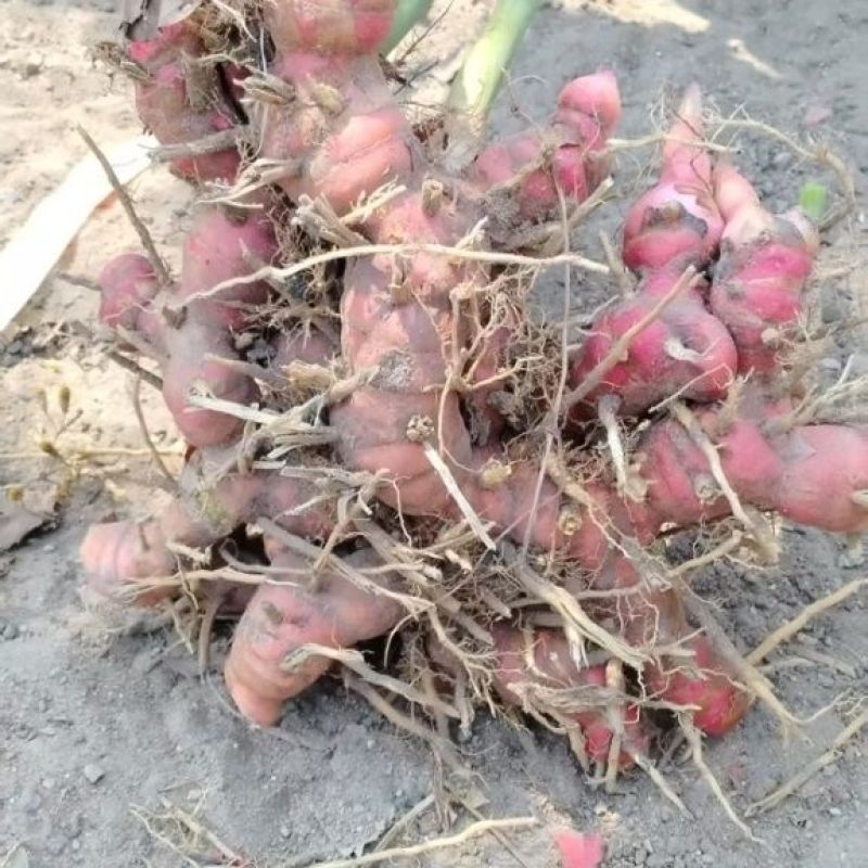 广东正宗红皮南姜现挖新鲜南姜牛羊肉火锅卤味去膻提味调料品