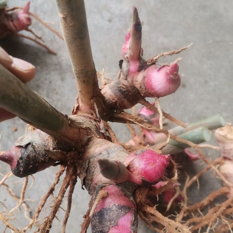广东正宗红皮南姜现挖新鲜南姜牛羊肉火锅卤味去膻提味调料品