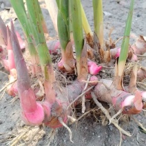 广东正宗红皮南姜现挖新鲜南姜牛羊肉火锅卤味去膻提味调料品