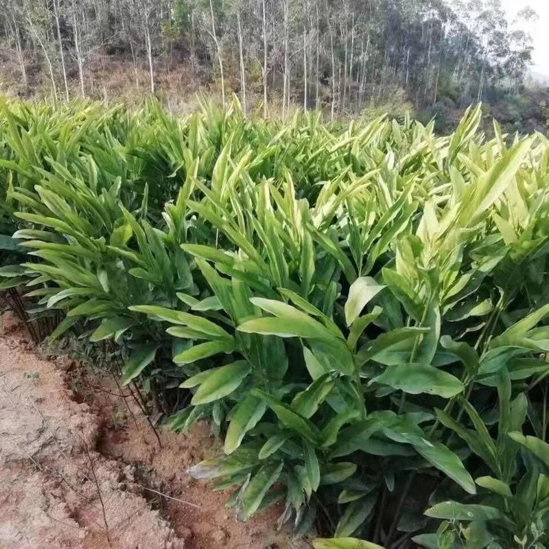 广东正宗红皮南姜现挖新鲜南姜牛羊肉火锅卤味去膻提味调料品