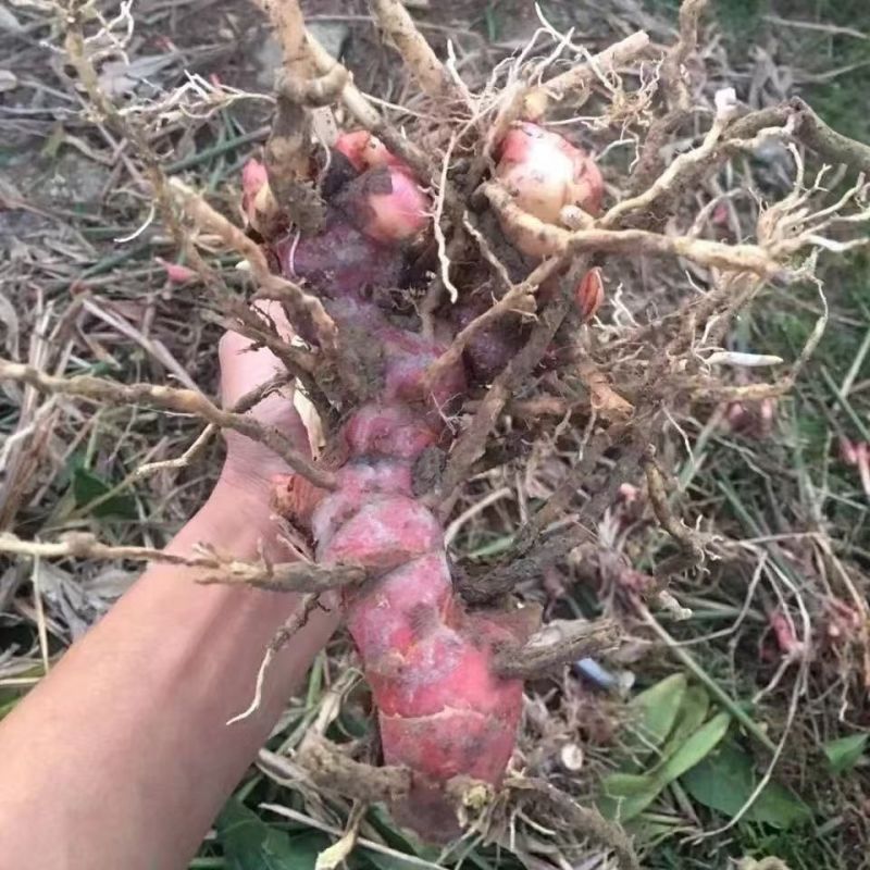 广东正宗红皮南姜现挖新鲜南姜牛羊肉火锅卤味去膻提味调料品