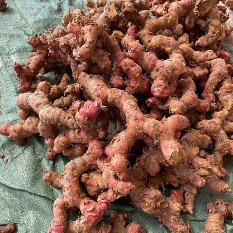 广东正宗红皮南姜现挖新鲜南姜牛羊肉火锅卤味去膻提味调料品