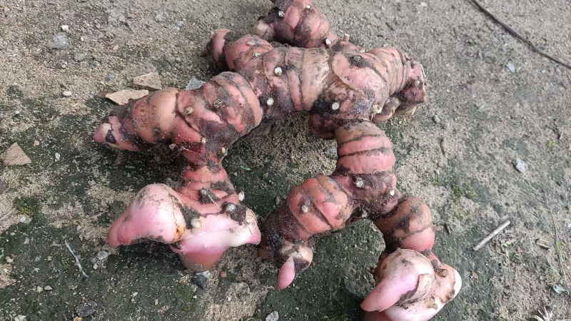 广东正宗红皮南姜现挖新鲜南姜牛羊肉火锅卤味去膻提味调料品