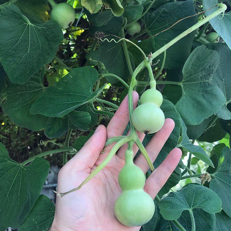福禄娃葫芦种子早熟亚腰葫芦型葫芦种子有茸毛爬藤观赏葫芦种