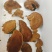 秦岭正品野生桑树桑黄，森林黄精。