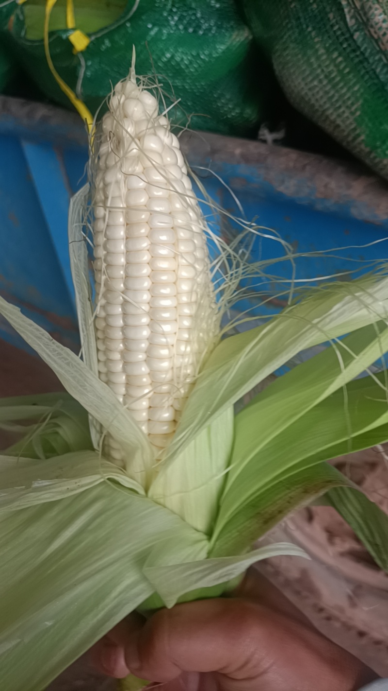 彩糯玉米质量**，价格随行