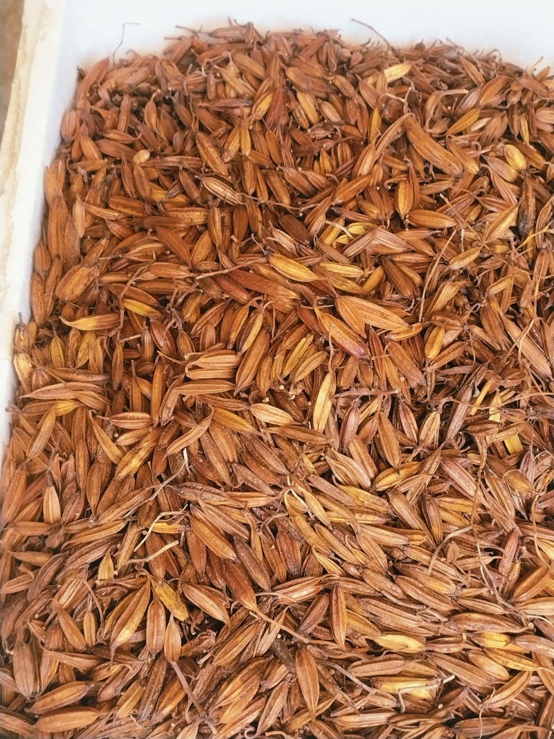 纯紫花宽叶白及果夹，产地直销，优质产品，价格实惠，质量好