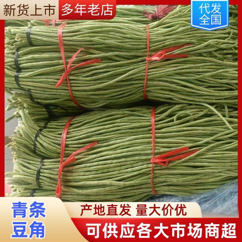 山东青条豆角大量上市长度60公分以上一手货源产地直供