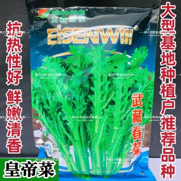 武藏春菊茼蒿皇帝菜种子清香脆嫩茼蒿菜种子耐热基地种植同蒿