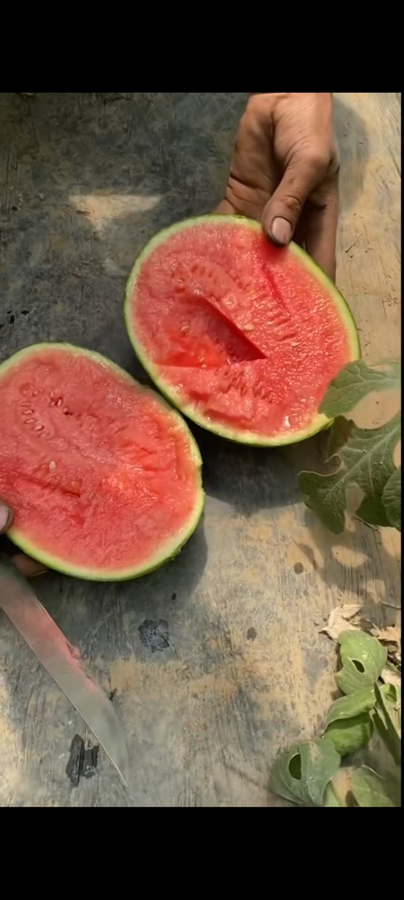 河北清苑西瓜大量上市2k小糖丸L600美都麒麟甜王