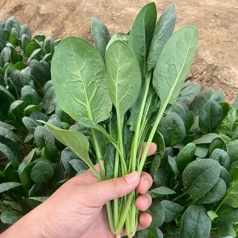 百耕黑晶耀菠菜种子杂交品种耐寒耐热性好高产抗病大田基地种
