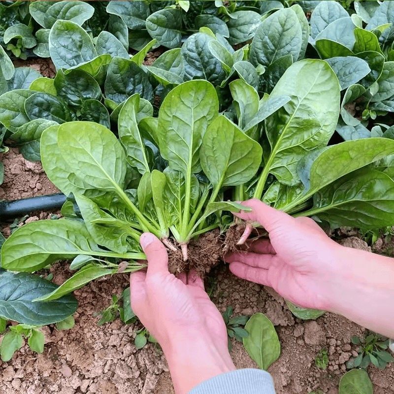 百耕黑晶耀菠菜种子杂交品种耐寒耐热性好高产抗病大田基地种