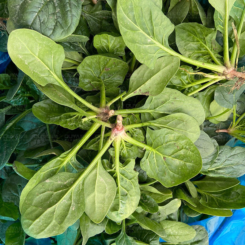 百耕黑晶耀菠菜种子杂交品种耐寒耐热性好高产抗病大田基地种