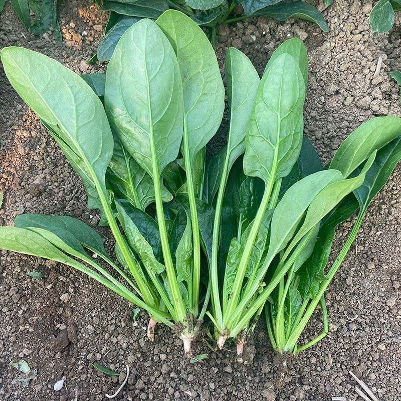 百耕黑晶耀菠菜种子杂交品种耐寒耐热性好高产抗病大田基地种