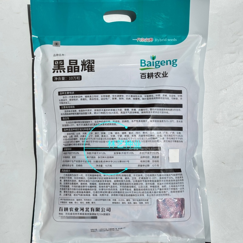 百耕黑晶耀菠菜种子杂交品种耐寒耐热性好高产抗病大田基地种