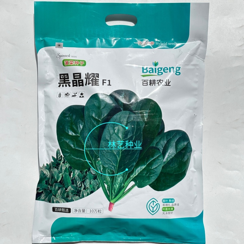 百耕黑晶耀菠菜种子杂交品种耐寒耐热性好高产抗病大田基地种