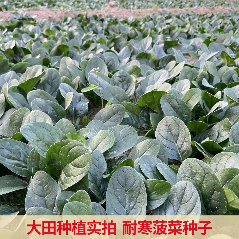 百耕黑菠特菠菜种子老品种塌地菠春秋冬季耐寒耐热菜种红根菠