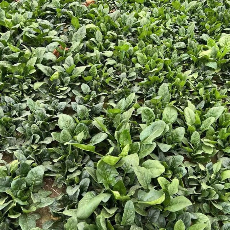百耕黑菠特菠菜种子老品种塌地菠春秋冬季耐寒耐热菜种红根菠