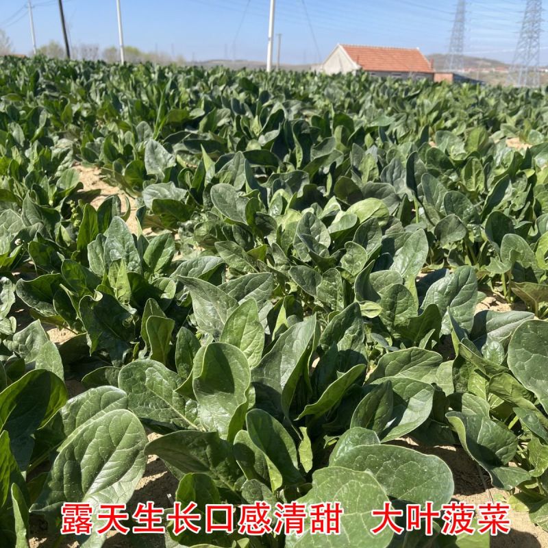 百耕黑菠特菠菜种子老品种塌地菠春秋冬季耐寒耐热菜种红根菠