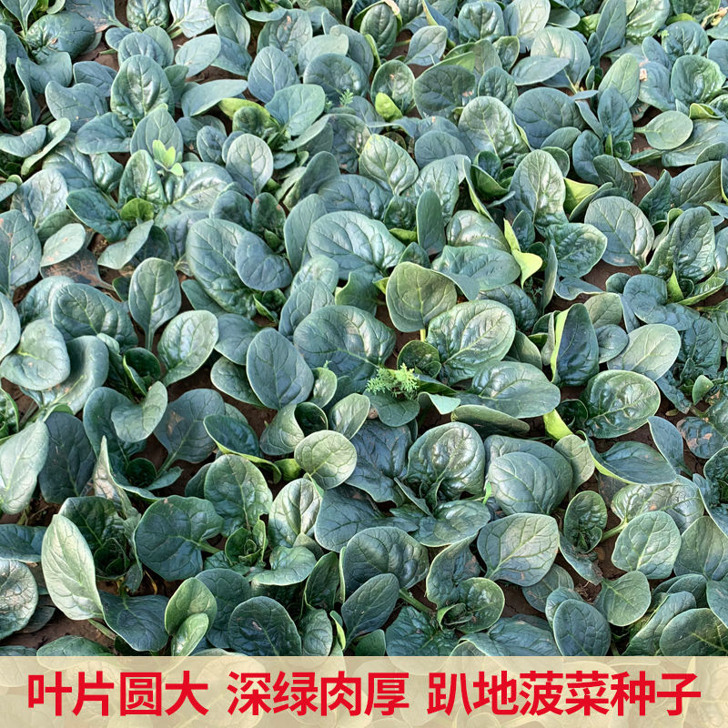 百耕黑菠特菠菜种子老品种塌地菠春秋冬季耐寒耐热菜种红根菠