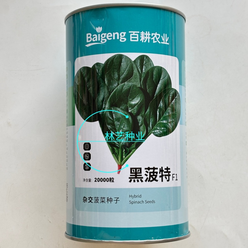 百耕黑菠特菠菜种子老品种塌地菠春秋冬季耐寒耐热菜种红根菠