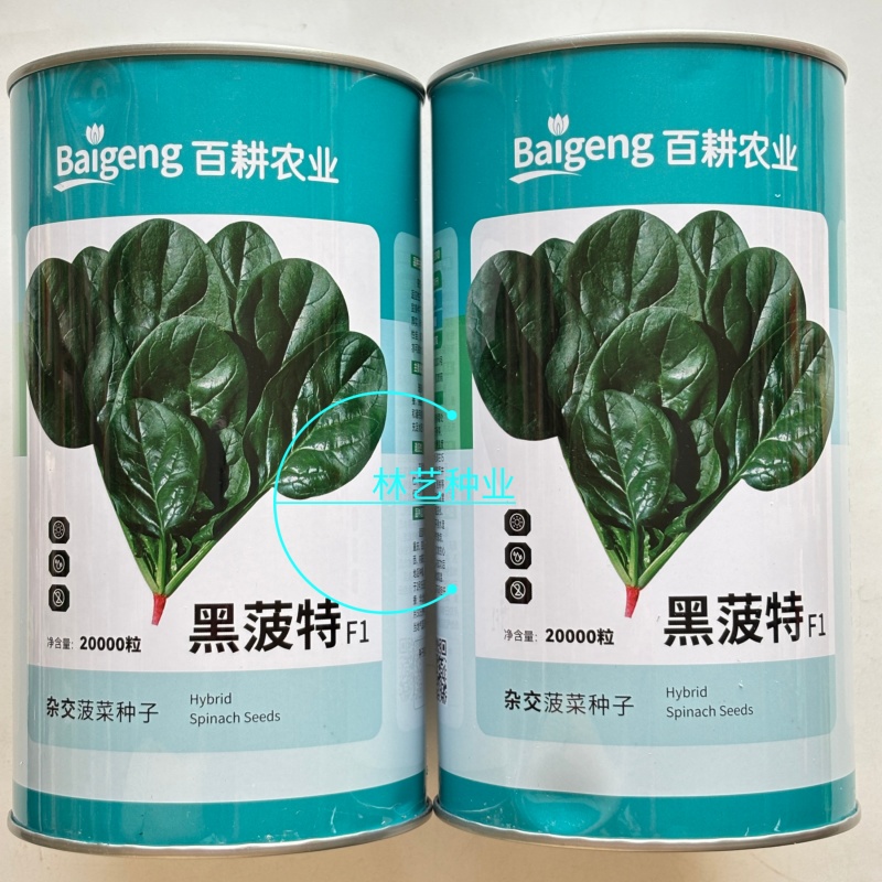 百耕黑菠特菠菜种子老品种塌地菠春秋冬季耐寒耐热菜种红根菠
