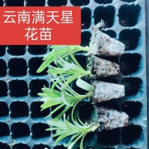 云南满天星小苗