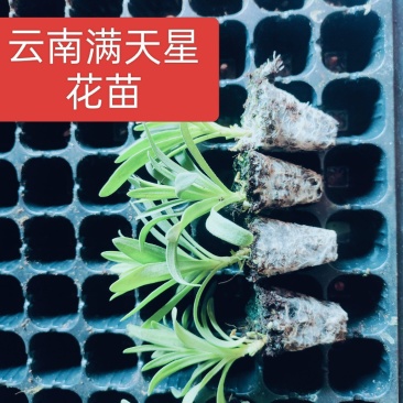 云南满天星小苗