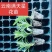 云南满天星小苗
