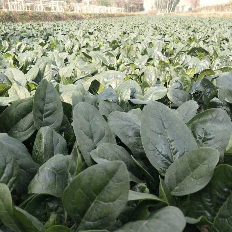 百耕墨菲特菠菜种子一代杂交耐热耐湿耐抗病强高产大田基地