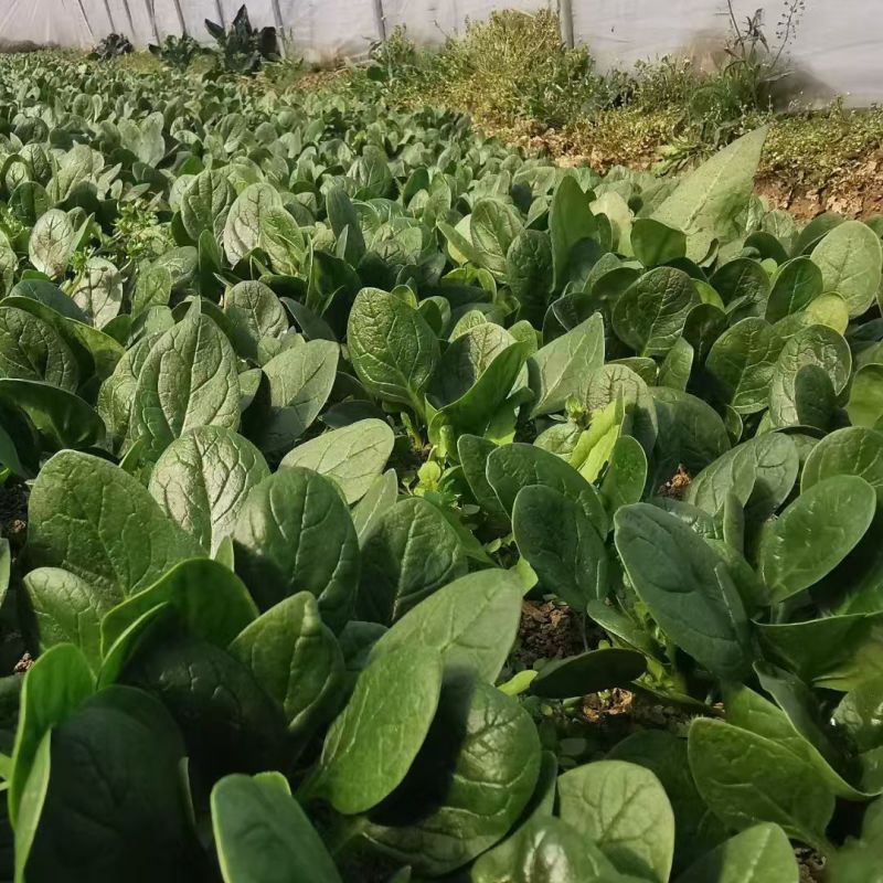 百耕墨菲特菠菜种子一代杂交耐热耐湿耐抗病强高产大田基地