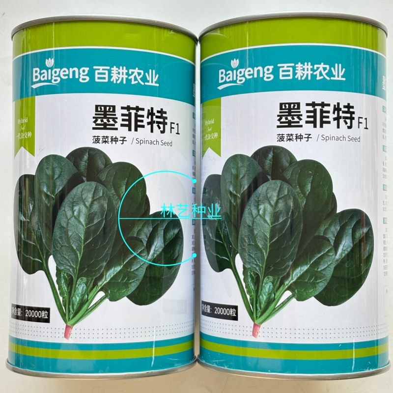 百耕墨菲特菠菜种子一代杂交耐热耐湿耐抗病强高产大田基地