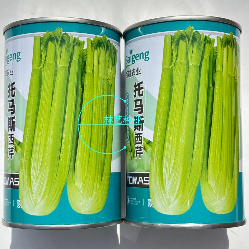 百耕托马斯西芹种子高产抗病耐热耐寒耐抽苔纤维少西芹种籽蔬
