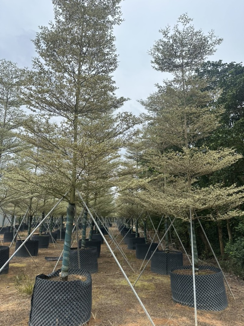 锦叶榄仁3-20公分大量出售