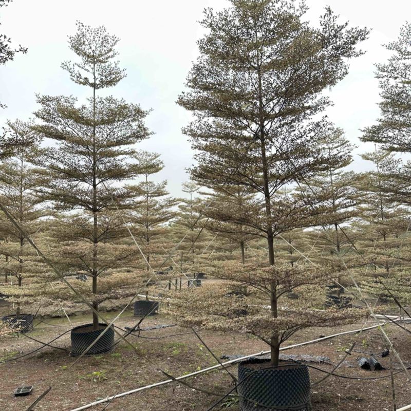 锦叶榄仁3-20公分大量出售