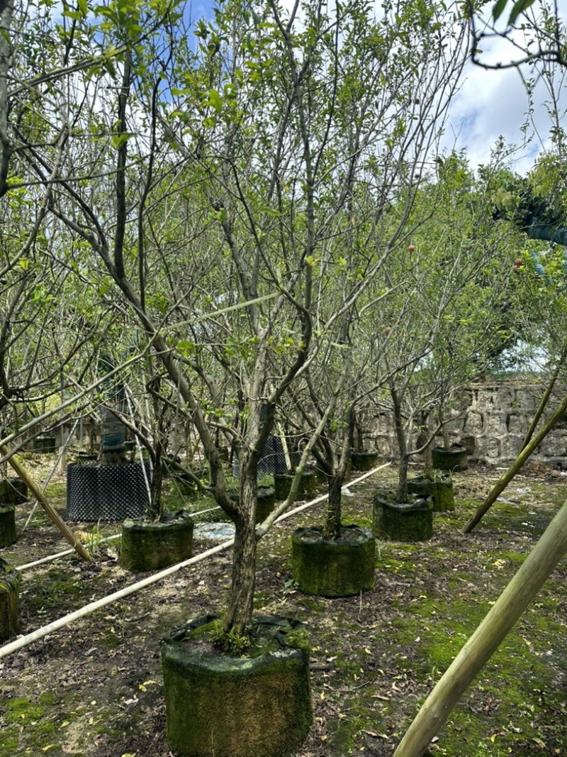 大量花石榴树出售
