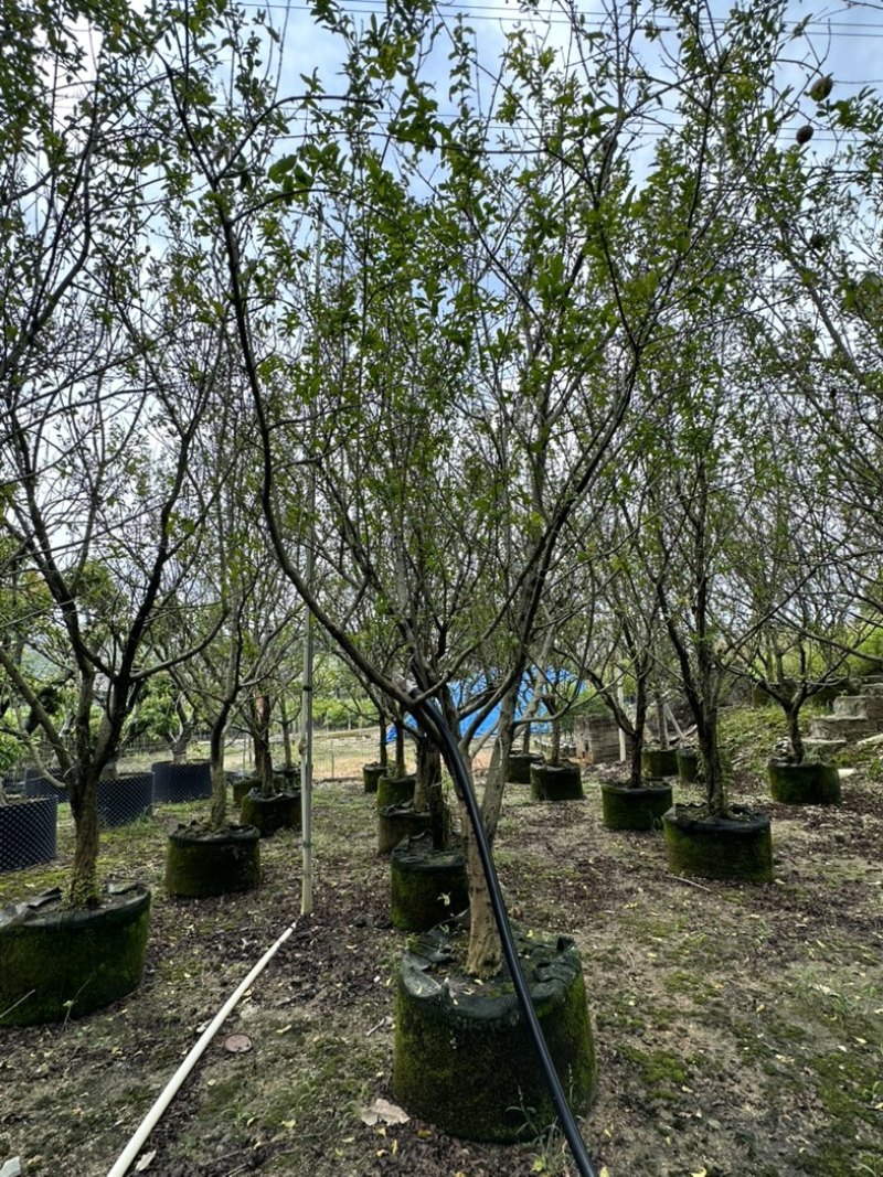 大量花石榴树出售