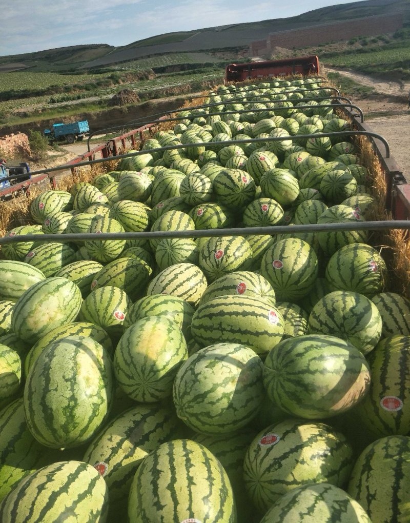 宁夏金花一号/包熟包甜/基地直供/可全国代发