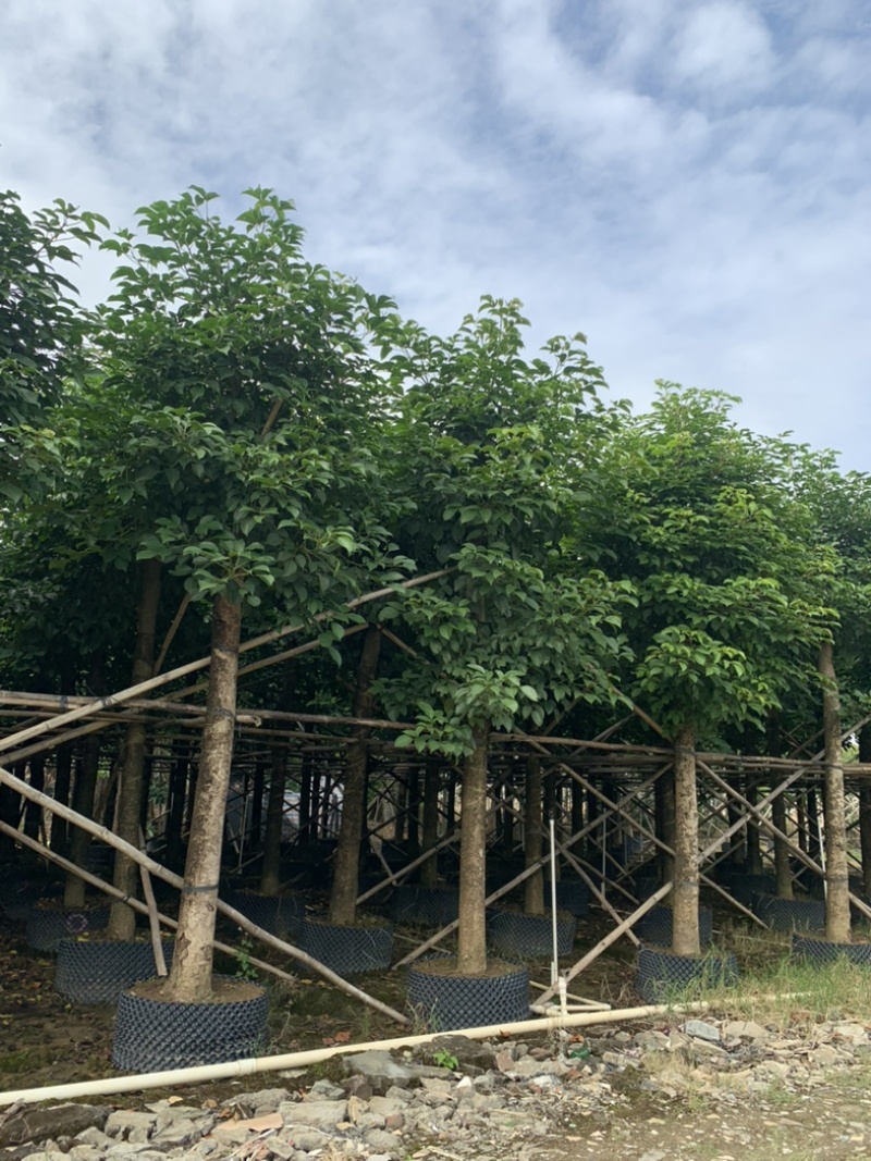大量供应各规格海南蒲桃树