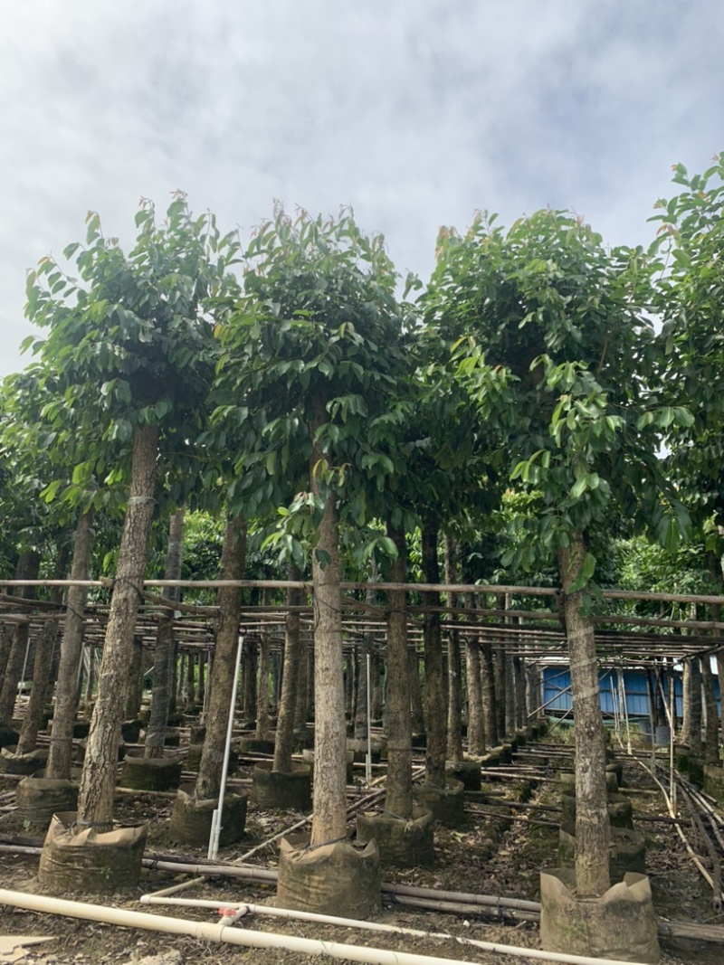 大量供应各规格海南蒲桃树
