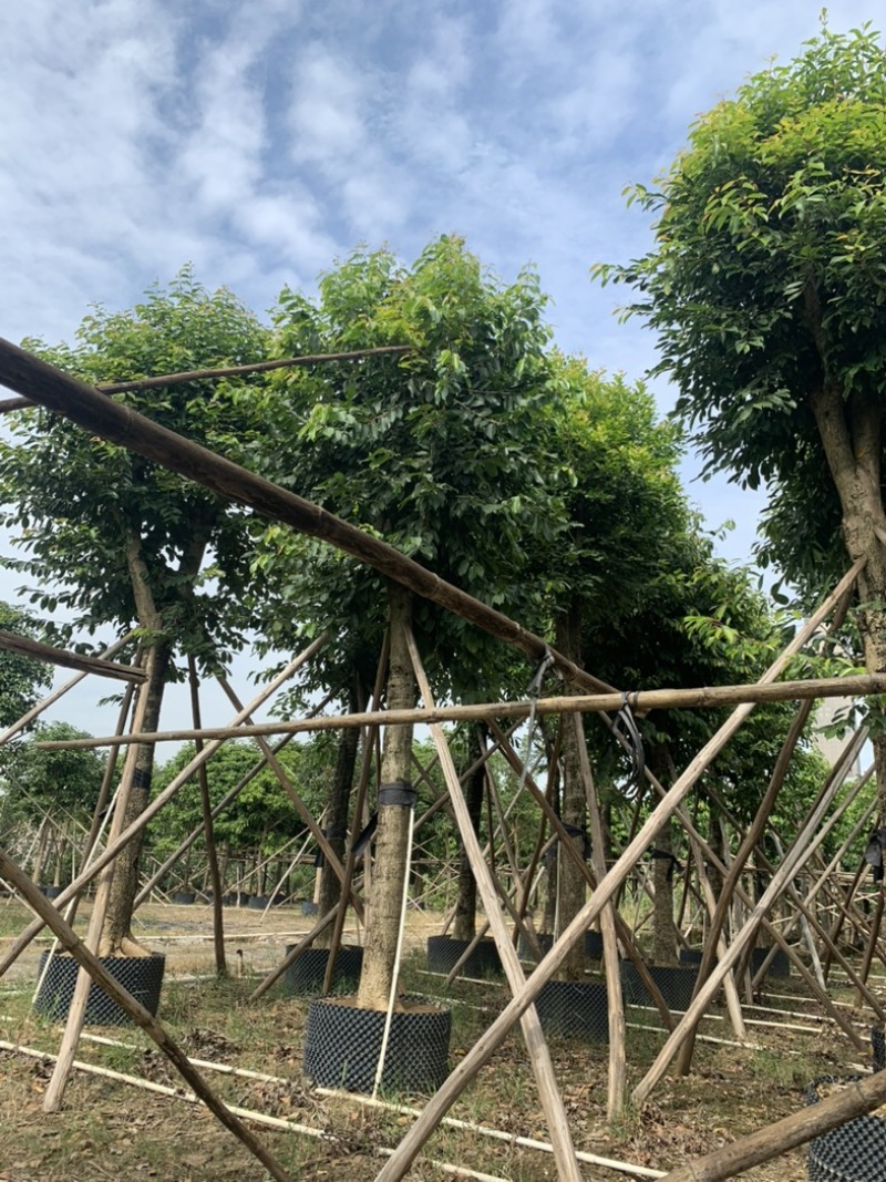 大量供应各规格海南蒲桃树