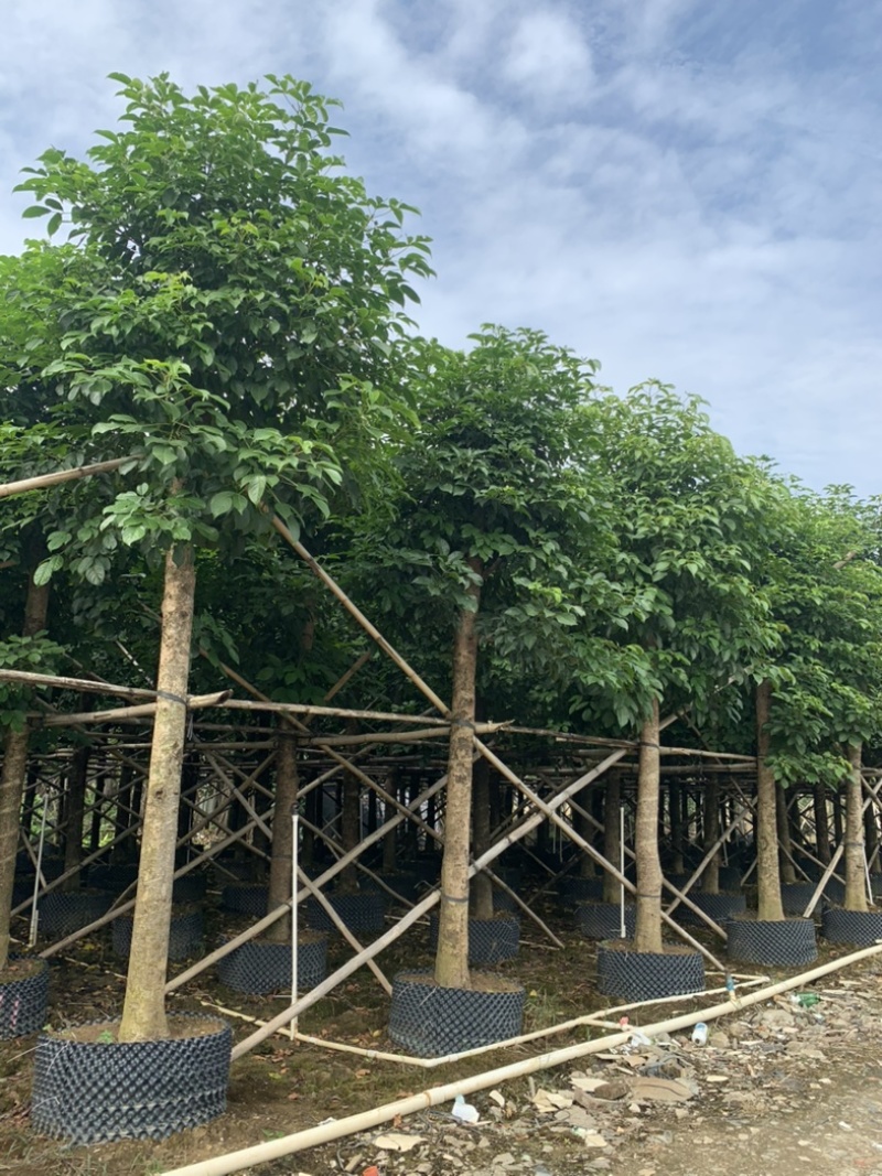 大量供应各规格海南蒲桃树