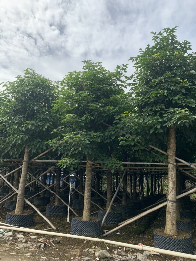 大量供应各规格海南蒲桃树