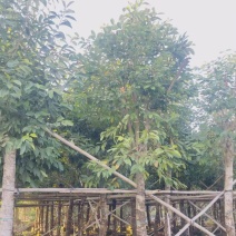 大量供应各规格海南蒲桃树