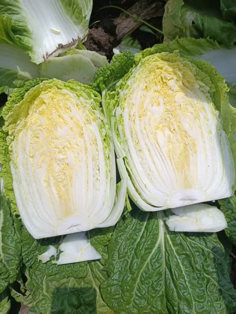 黄心大白菜，开始大量上市，价格不高，大小车随到随装